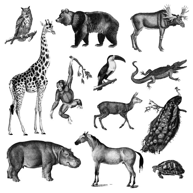 safari sydafrika
